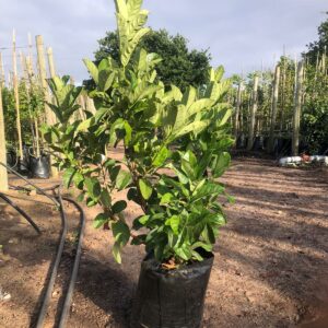 Viburnum Sinensis 20lt