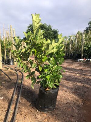Viburnum Sinensis 20lt Viburnum Sinensis 20lt