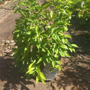 Yesterday, Today and Tomorrow 20lt