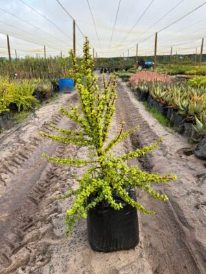 Portulacaria Afra 20lt