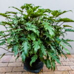 Philodendron Xanadu 20lt
