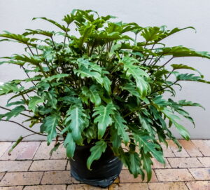 Philodendron Xanadu 20lt