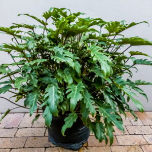 Philodendron Xanadu 20lt