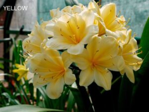 Clivia Yellow 4lt