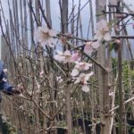Almond Tree (Prunus Dulcis) 20lt