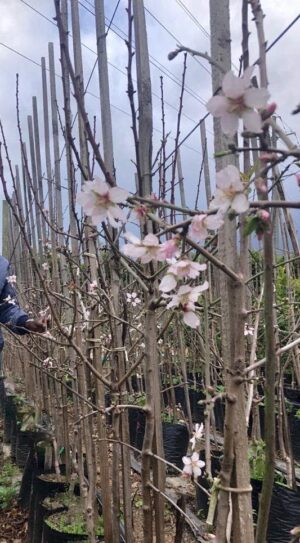 Almond Tree (Prunus Dulcis) 20lt