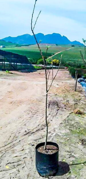 Granny Smith Apple Tree 10lt