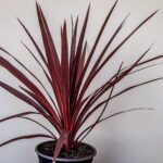 cordyline-19cm-02-1-of-1-scaled-1.jpg Cordyline Red Star 19cm