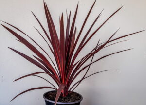 cordyline-19cm-02-1-of-1-scaled-1.jpg Cordyline Red Star 19cm