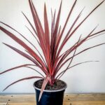 Cordyline Red Star 19cm Cordyline Red Star 19cm