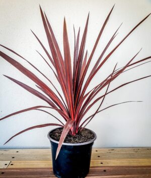 Cordyline Red Star 19cm Cordyline Red Star 19cm