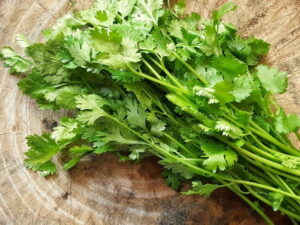 Coriander 6 pack