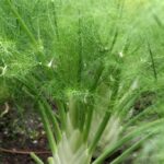 Fennel 6 pack