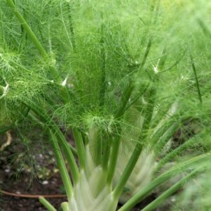 Fennel 6 pack