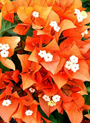 Bougainvillea Fire Opal 15cm Pot