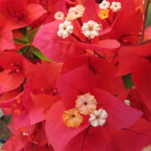 flame.jpg Arnelia Bougainvillea Flame 22cm Pot