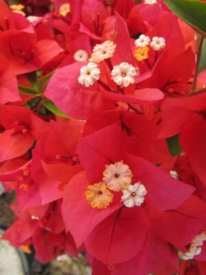 Arnelia Bougainvillea Flame 15cm