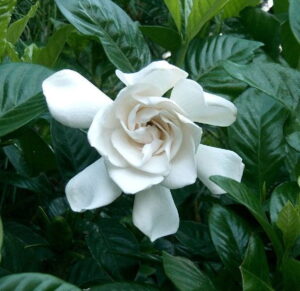 Gardenia Augusta 17cm