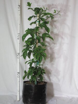 Granadilla Vine 20lt