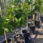 Grapefruit Ruby 20lt