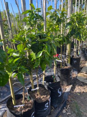 Grapefruit Ruby 20lt