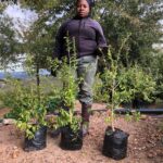 Dovyalis Caffra (Kei Apple) 10lt