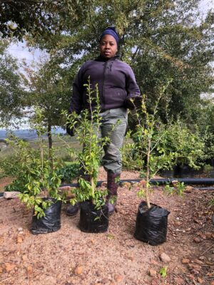 Dovyalis Caffra (Kei Apple) 10lt