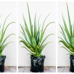 Aloe Arborescens (Krantz Aloe) 10kg