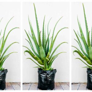 Aloe Arborescens (Krantz Aloe) 10kg