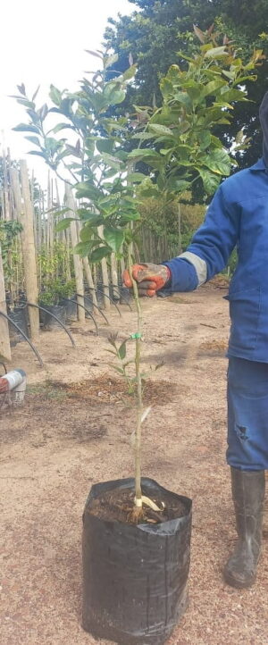 Eureka Lemon Tree 20lt Eureka Lemon Tree 20lt