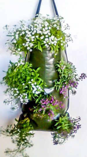 Mobile Garden Alyssum