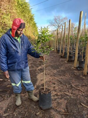 Nova Mandarin Naartjie (Citrus x reticulata) 20lt