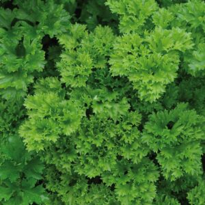 Parsley Curly Leaf 6 pack