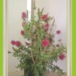 Callistemon Perth Pink 20lt (bottlebrush)