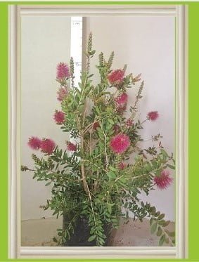 Callistemon Perth Pink 20lt (bottlebrush)