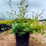 Plumbago Auriculata Alba 10lt