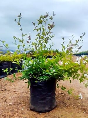 Plumbago Auriculata Alba 10lt