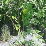 pomegranate-5lt-2.jpg Pomegranate Wonderful 5lt