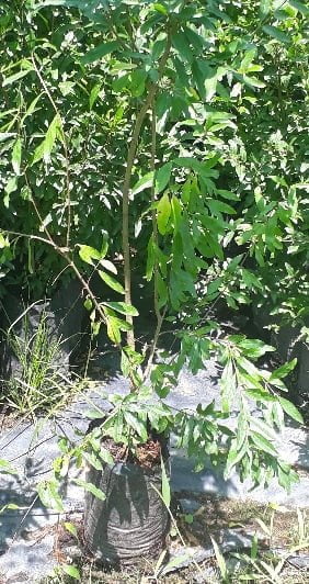 pomegranate-5lt-2.jpg Pomegranate Wonderful 5lt