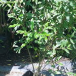 Pomegranate Wonderful 5lt Pomegranate Wonderful 5lt