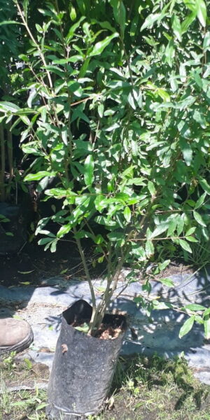 Pomegranate Wonderful 5lt Pomegranate Wonderful 5lt