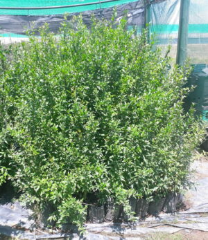 pomegranate-5lt.jpg Pomegranate Wonderful 5lt