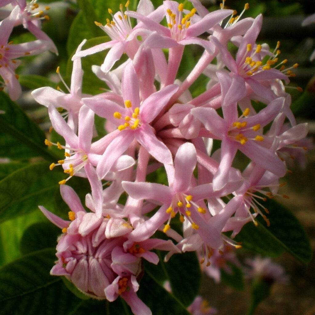 PomPom Tree 20lt