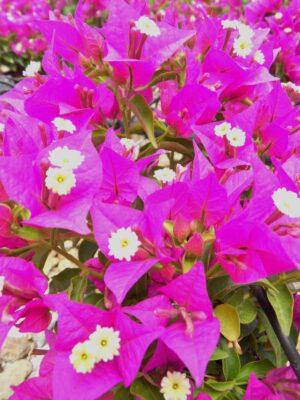 Arnelia Bougainvillea Purple 15cm Pot
