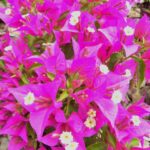Arnelia Bougainvillea Purple 15cm Pot