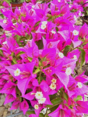 Arnelia Bougainvillea Purple 15cm Pot