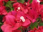 Arnelia Bougainvillea Ruby 15cm Arnelia Bougainvillea Ruby 15cm