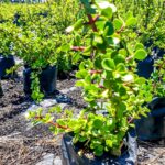 Portulacaria Afra, Spekboom 17cm pot