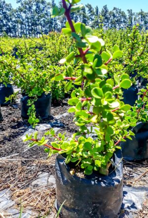 Portulacaria Afra, Spekboom 17cm pot