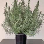 Lavendula Stoechas 15cm pot